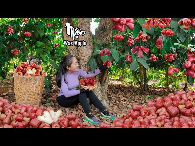 The process of harvesting ROSE APPLE in the DEEP FOREST | Emma Daily Life