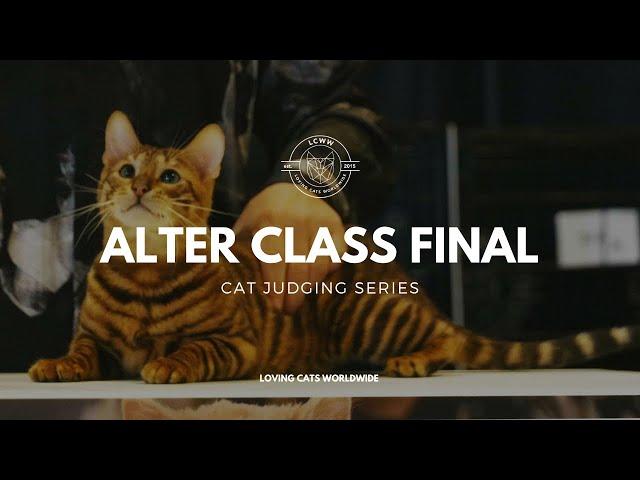 Cat judging: Alter Class Final from Seattle Cat Extravaganza 2023