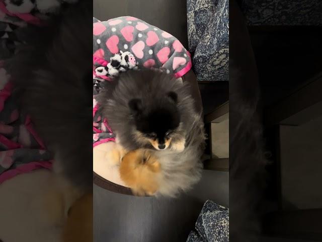 Pomeranian Laughter Team: The Epic Comeback!