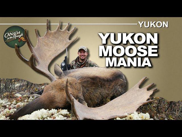 Exciting Moose Mania in the Yukon | Canada in the Rough