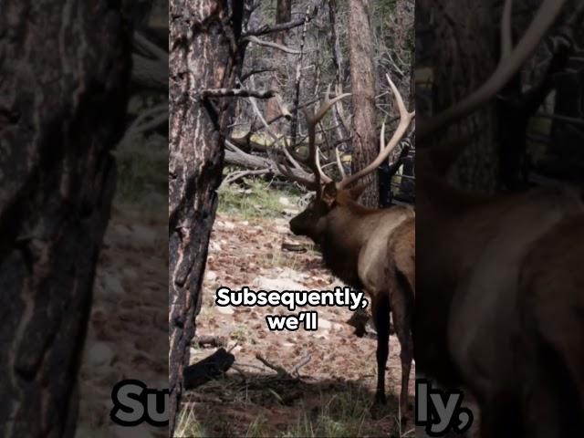 Best 5 States to Elk Hunt #hunting #elkhunting #outdoors #hunt