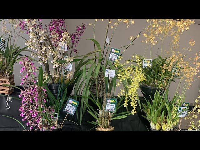 MINHAS COMPRAS DA MARAVILHOSA EXPOSIÇÃO DE ORQUÍDEAS DE IPORÁ-GOIÁS