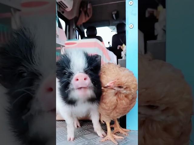 How One Man’s Love Made Strays Listen！ #fyp #help #animals #wildanimals #wildelife #animalworld