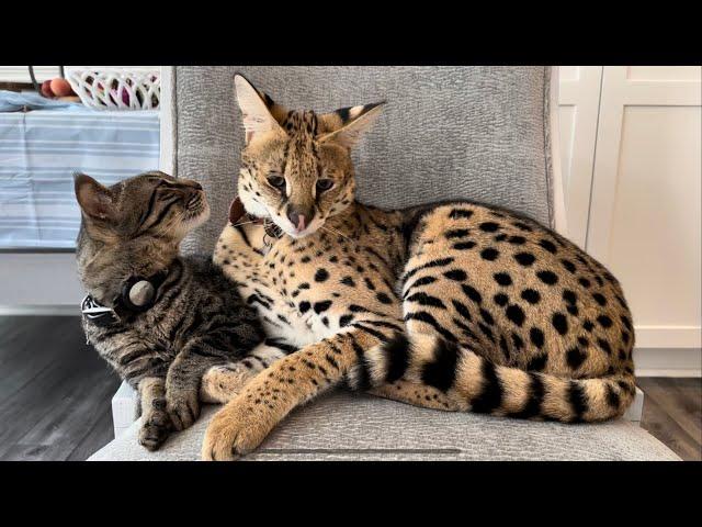 Serval and Cat Friends