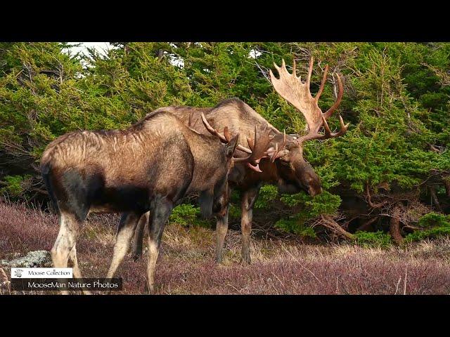 MooseMan Rick's Top Five Bull Moose Part 1| MooseMan Nature Photos Video