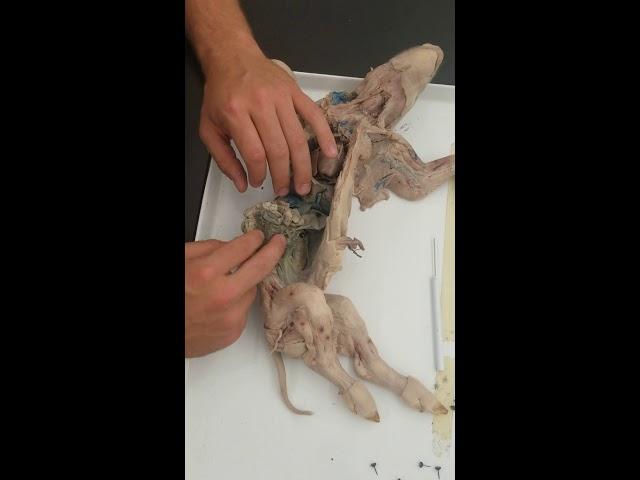 Inner organs of the fetal pig