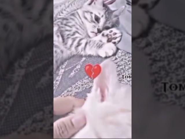 очень грустно жалко котика #грусть #грустно #котики