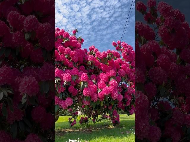 Very beautiful Rhododendron/Rododendro muy hermoso/#shorts