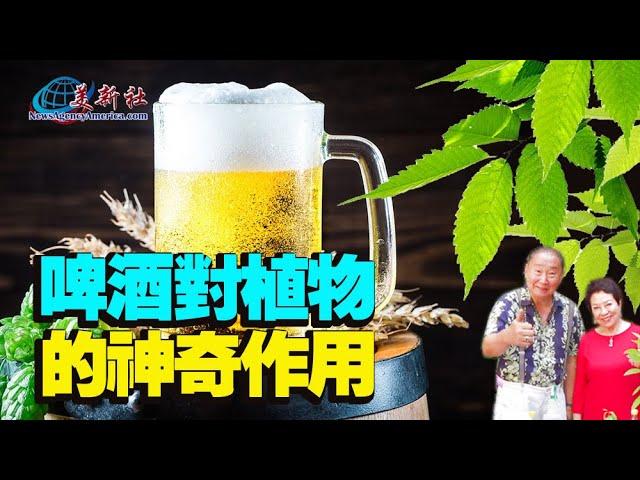 The Magical Effects of Beer on Plants