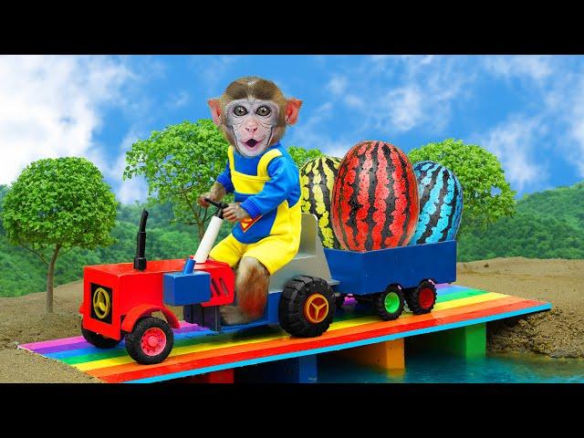 BiBi Monkey drive full of Watermelon Tractor to make Juicy Dessert on the farm | COA Animal