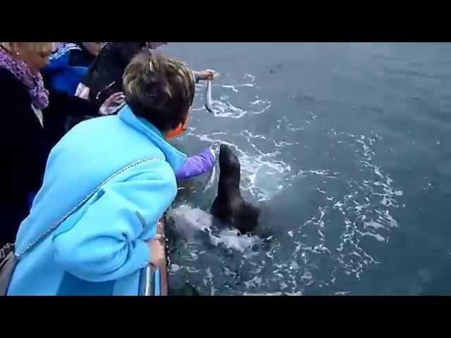 Seal (baby) visits Bangor and Carnalea for a bite to eat, Bangor Northern Ireland