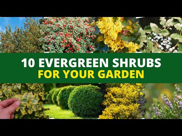 10 Evergreen Shrubs and Bushes for Your Garden 🪴