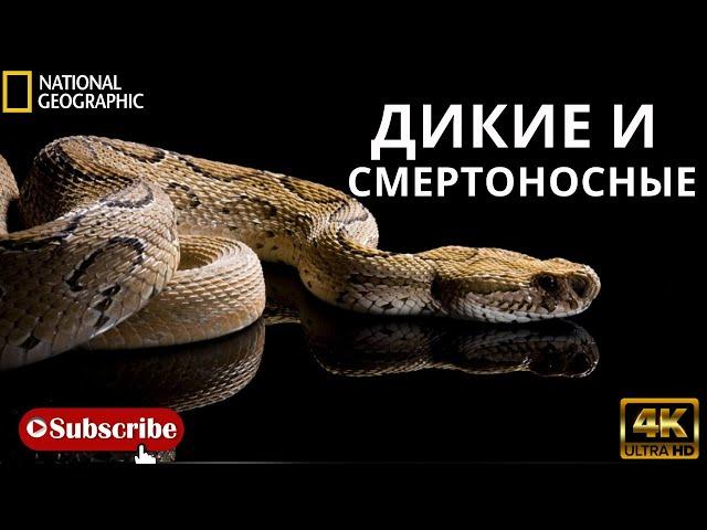 Дикие и смертоносные . national geographic Природа. Документальный фильм. Змеи.