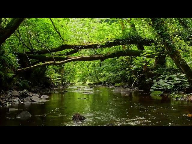 GREEN FOREST SOUNDS, BUBBLING STREAM, AND RELAXING BIRDSONG, SOUNDS OF NATURE