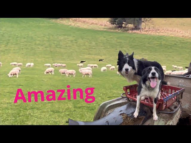 Two brilliant border collie sheepdogs working as a team