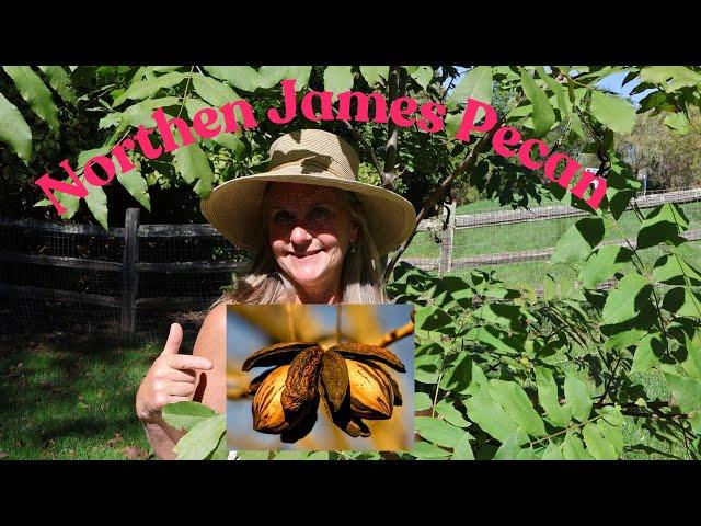 The Northern James Pecan