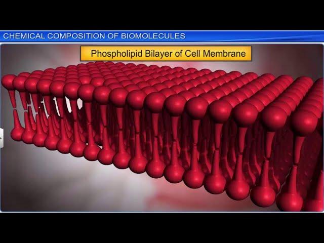 CBSE Class 11 Biology || Biomolecules  Part -1 || Full Chapter || By Shiksha House