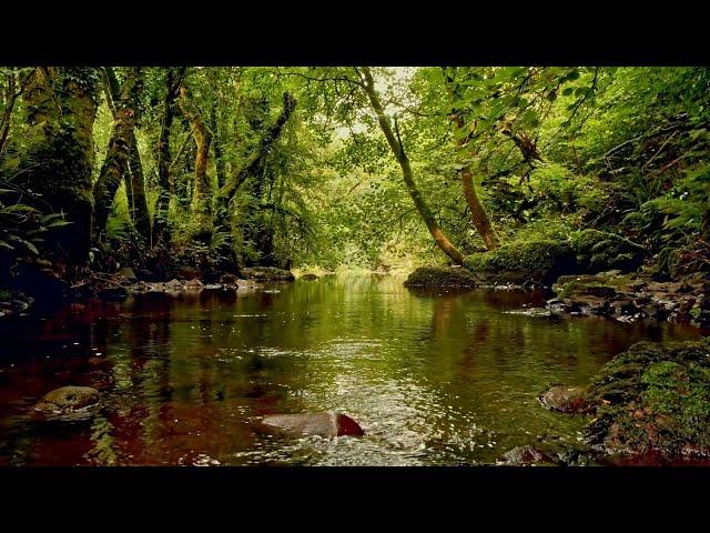 FOREST STREAM SOUNDS, GENTLE BIRD SONG, RELAXING NATURE SOUNDS, COLLABORATION WITH@GoodMorningBirds