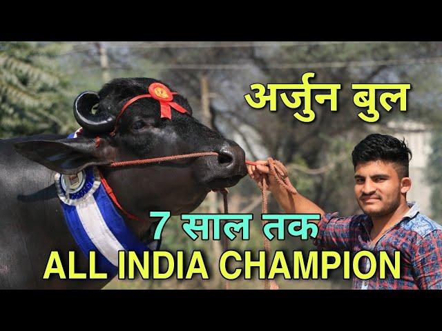 अर्जुन बुल कुंगड़ ऑल इंडिया चैंपियन बुल, Arjun Bull kungad All India Champion Bull for 7 years