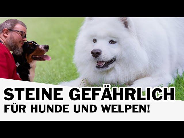 Welpen spielen mit Steinen - Steine sind gefährlich für Hunde!