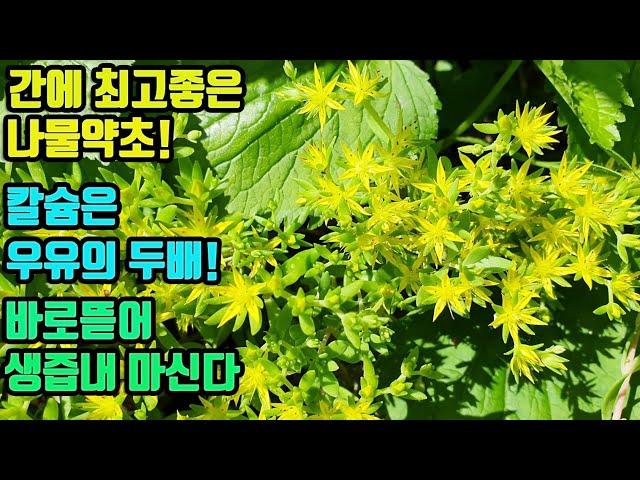 돌나물--간건강에 최고 나물약초! 간경변· 간암등 간질환을 치료하고 간기능이 회복되며, 피를 맑게하고 혈전을 낮춰 협심증등 혈관질환을 예방하며, 뼈를 튼튼히 해준다