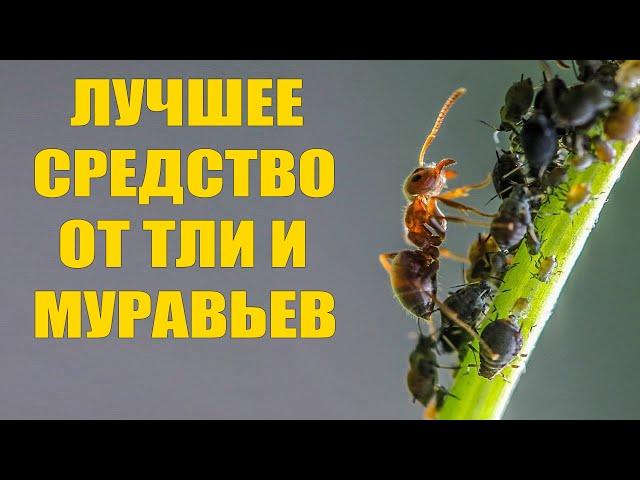 ТЛЯ БОИТСЯ ЭТОГО КАК ОГНЯ! Лучшее средство от тли и муравьев без всякой химии!