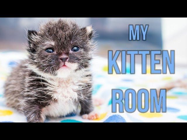 Sneak Peek Inside My Kitten Nursery!