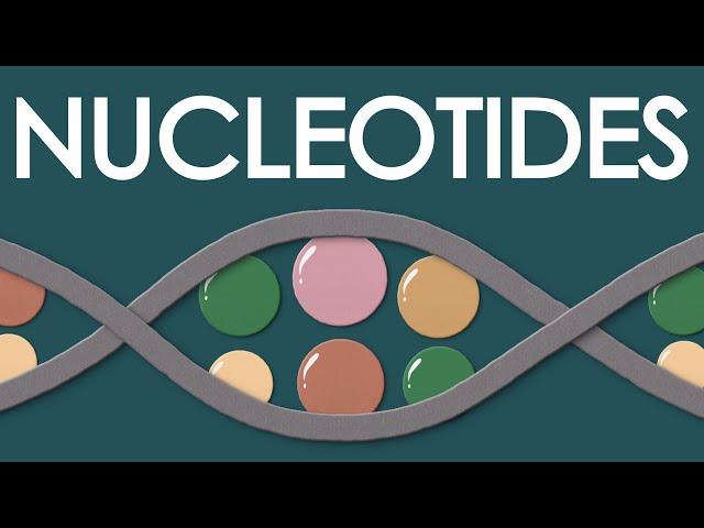 What is a nucleotide?