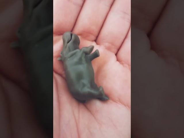 Kinder Surpise Hippo