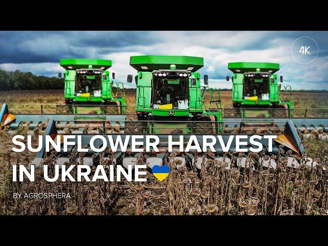 Sunflower harvest in Ukraine  John Deere&Case | MUNNT Farm