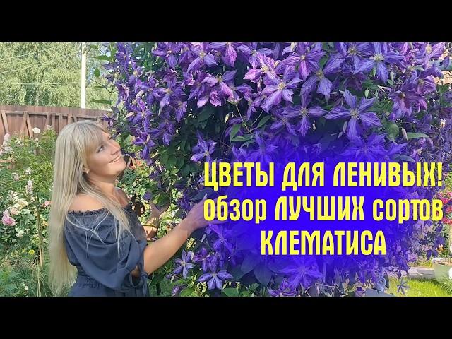 ЦВЕТУТ СТЕНОЙ! ЛЮБИМЫЕ ЦВЕТЫ! Обзор ЛУЧШИХ сортов КЛЕМАТИСА, которые растут в моём саду