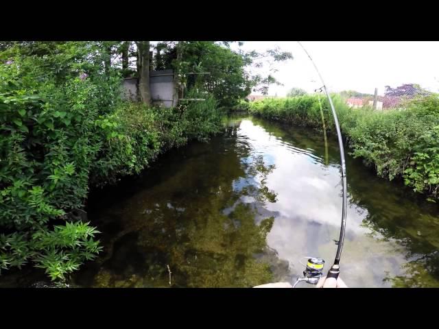 Chub on SV Fishing Lures Koketka.