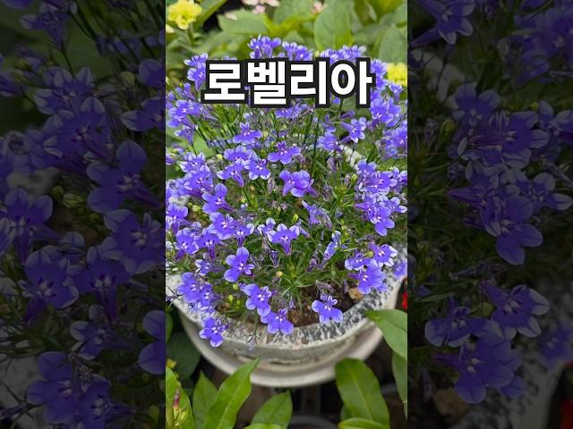 꽃이팡팡 ~ 로벨리아