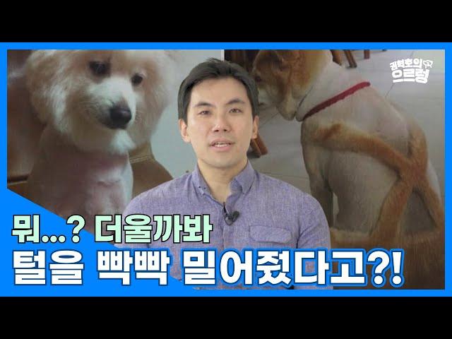 날씨가 더울 때 내새꾸 털을 밀어주면 과연 시원해할까? l ep.1 [권혁호의 으르렁]