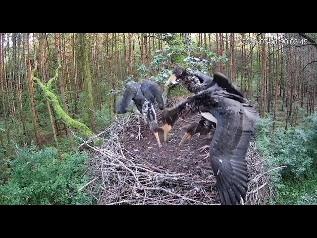 Bociany Czarne Online Łódź 2024 Atak Jastrzębia / Black Stork Online Lodz 2024 Hawk attack