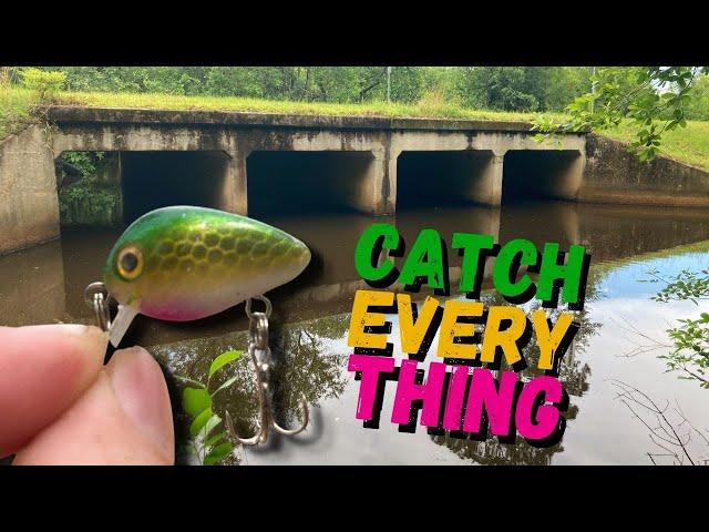 $1 Micro Lure that CATCHES EVERYTHING! (Roadside Challenge)