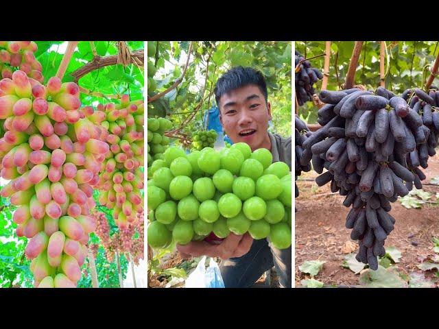 Cutting Fresh Grapes at Farm Part 2