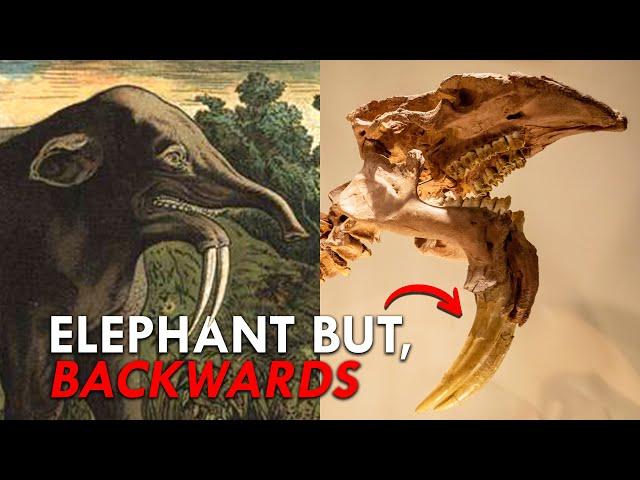 When Elephants Were Backwards