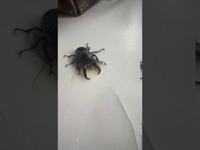 Beetle drink redbull