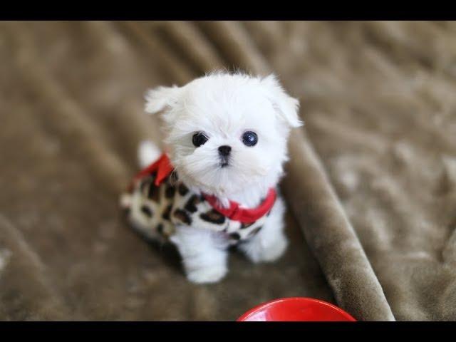 MUST WATCH!! LOOK HOW CUTE THIS MALTESE IS!!!! Teacup Puppy