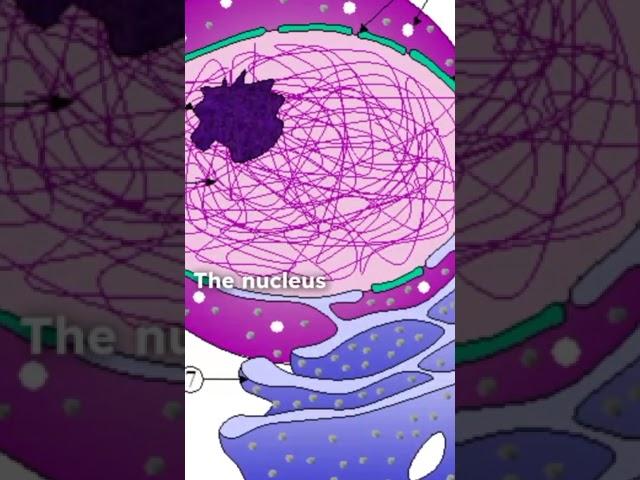 MDCAT | Cell Biology | Nucleus,cytoplasm,mitochondria,etc in one shot | selflessacademy