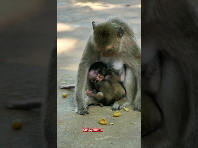 Look at the tiny baby monkey is really pity #monkey #babymonkey