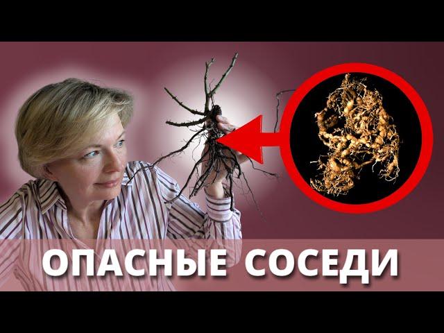  ПРОВЕРЯЙТЕ КОРНИ РОЗ НА СКРЫТЫХ ВРЕДИТЕЛЕЙ! 8 марта 2025 г.