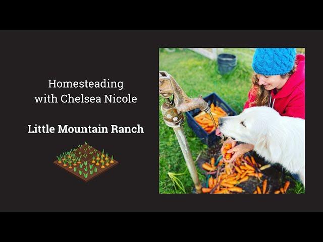 Homesteading with Chelsea Nicole: Little Mountain Ranch