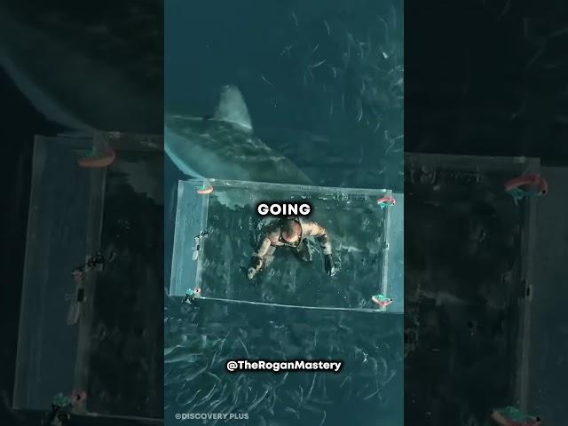 Scary Shark Encounter