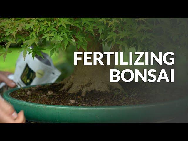 How to Fertilize a Bonsai tree