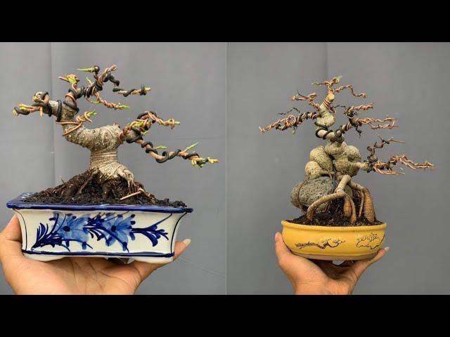 INSPIRASI BONSAI MAME AND SMALL | part 10