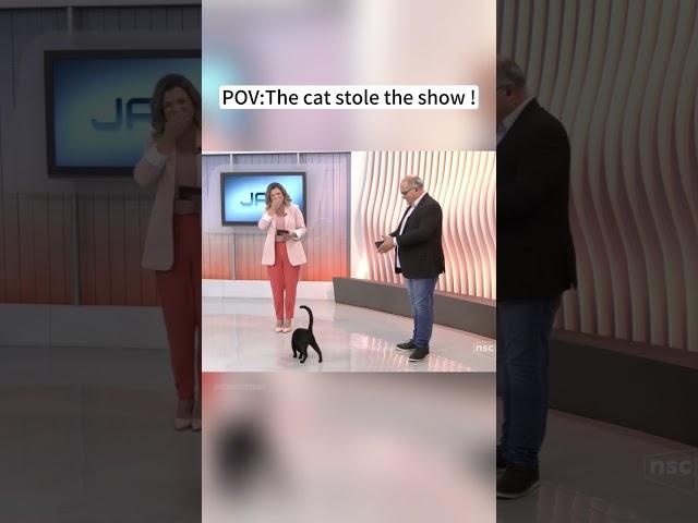Unexpected guests in the interview#cat #catlover #funny #funnyvideos #foryou  #fypツ #funnycat  #cats
