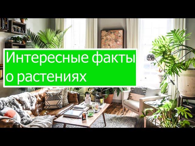 Интересные факты о растениях