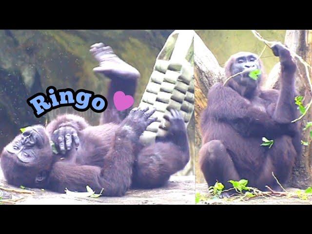 Ringo Cuddles with Mom and Shows Off His Adorable Side!️林戈陪伴媽媽，躺在旁邊賣萌超可愛！